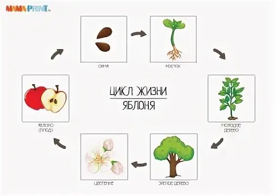 Жизненный цикл яблони схема. Этапы роста яблони. Жизненный цикл растений яблони. Жизненный цикл яблока. Развитие яблони