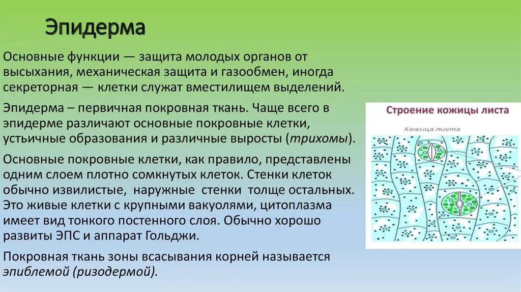 Верхний слой эпидермы функция. Функции эпидермы растений. Верхний эпидермис листа функции. Функции верхней эпидермы листа.