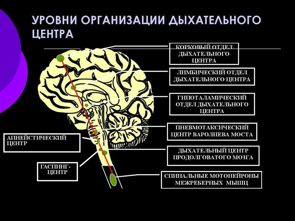 Дыхательный центр находится в продолговатом мозге. Дыхательный центр продолговатого мозга. центр дыхания расположен в продолговатом мозге. структура головного мозга отвечающая за дыхание. где располагается дыхательный центр в головном мозге.