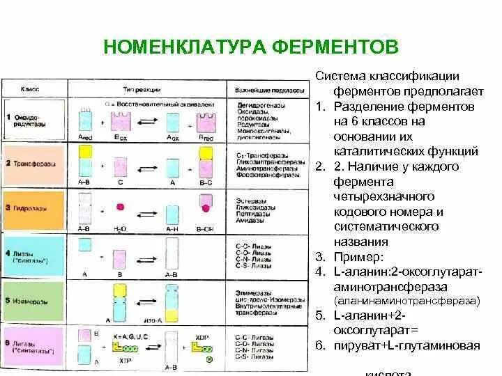 Ферментами являются соединения. Номенклатура ферментов биохимия. Принципы классификации и номенклатуры ферментов. Классификация ферментов биохимия кратко. Ферменты номенклатура классификация ферментов.