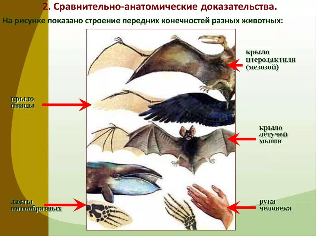 Ласты кита и роющие конечности. Сравнительно-анатомические доказательства. Сравнительно анатомические доказательства эволюции животных. Макроэволюция сравнительно-анатомические доказательства. Морфологические (сравнительно-анатомические) доказательства.