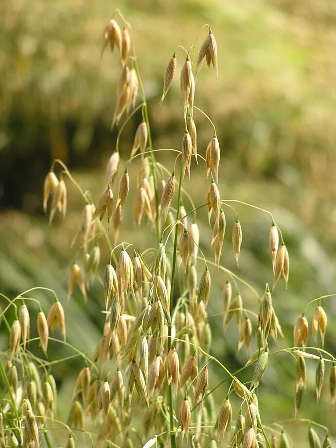 Мир овса. Овес посевной (Avena Sativa). Овсюг обыкновенный. Овсюг полевой. Овес пустой, овсюг обыкновенный.