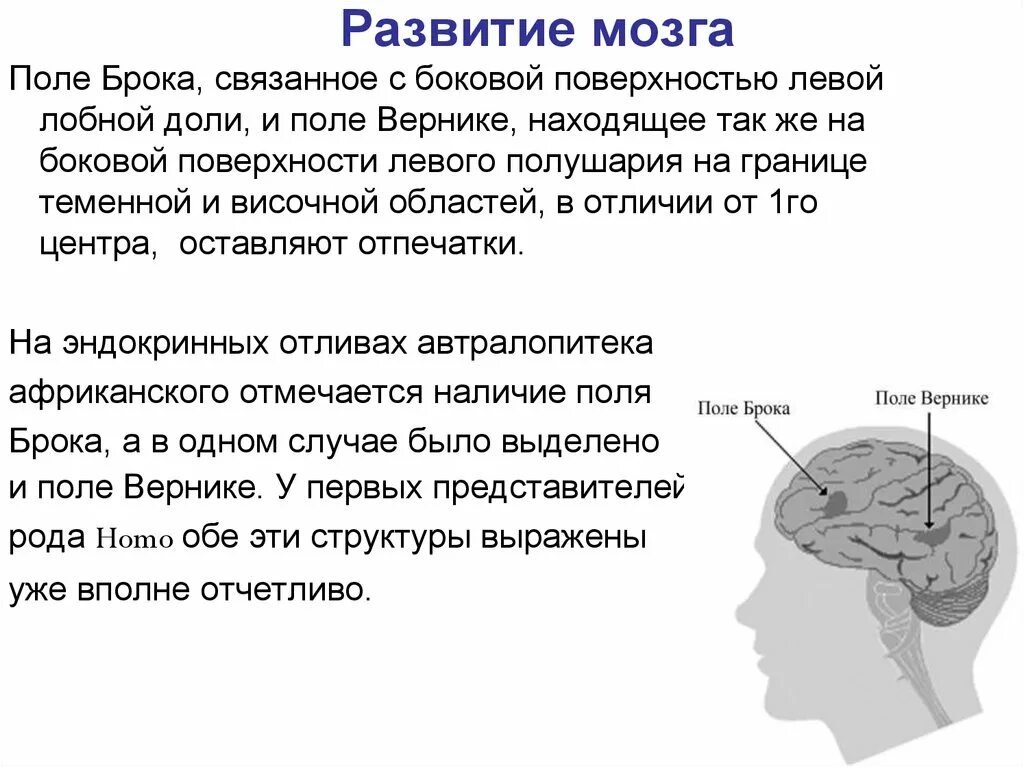 Развитие долей мозга