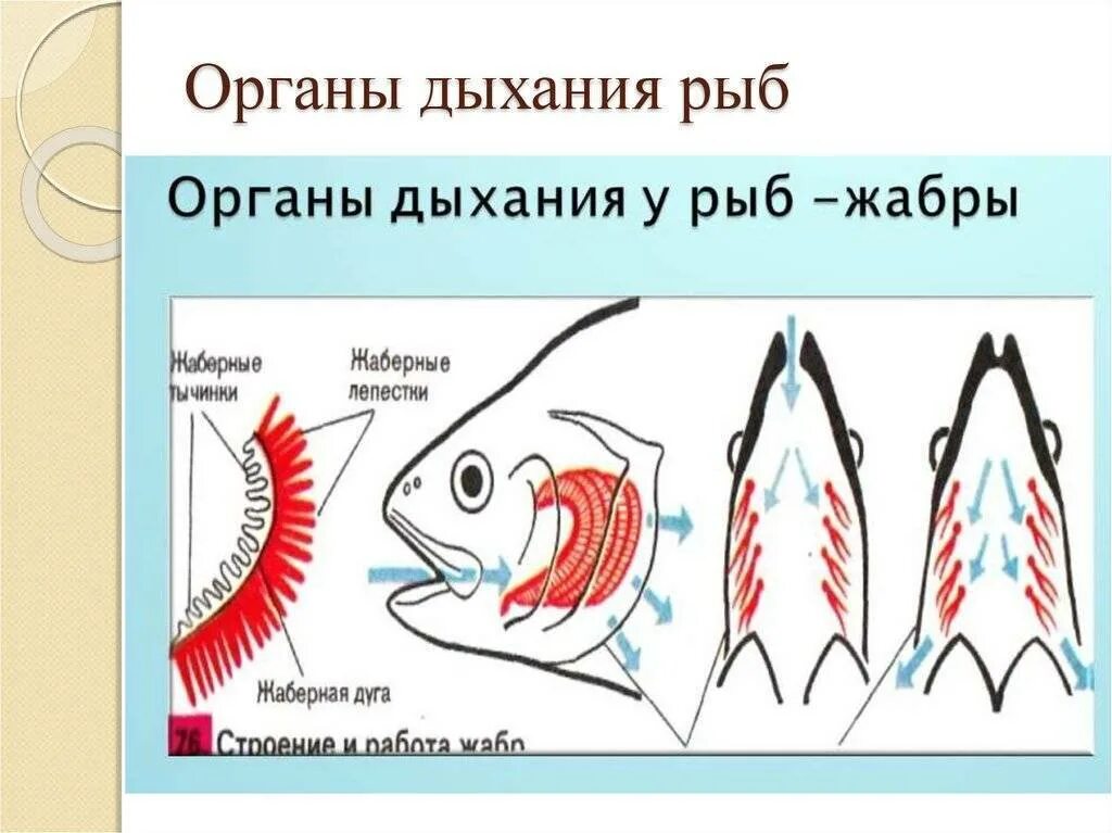 Строение жабр костистых рыб. Органы дыхательной системы у рыб. Дыхательная система костных рыб схема. Дыхательная система рыб жабры.