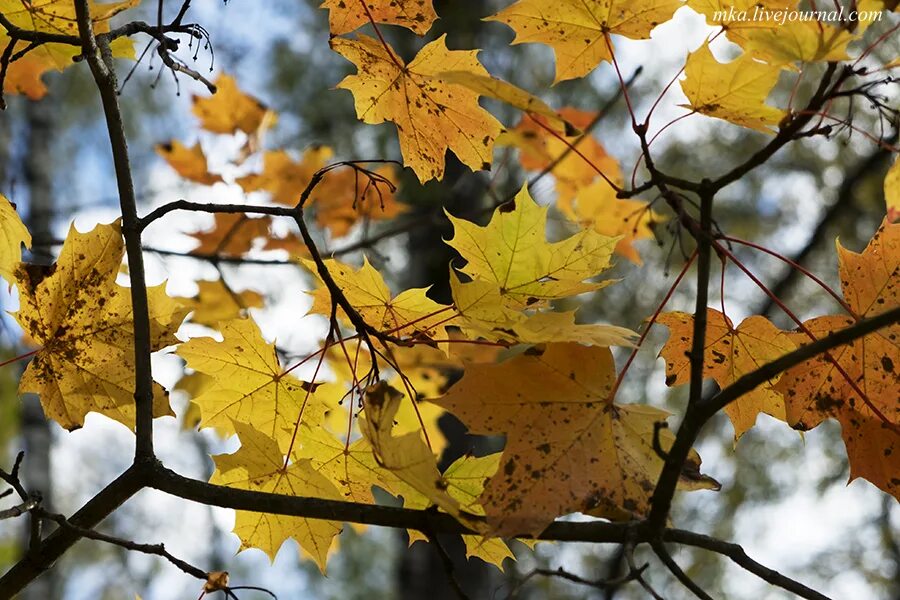 предложения про осень. осень - паустовский презентация. осень прозрачное утро. паустовский корзина с еловыми шишками презентация 4 класс. мясоедов осеннее утро.