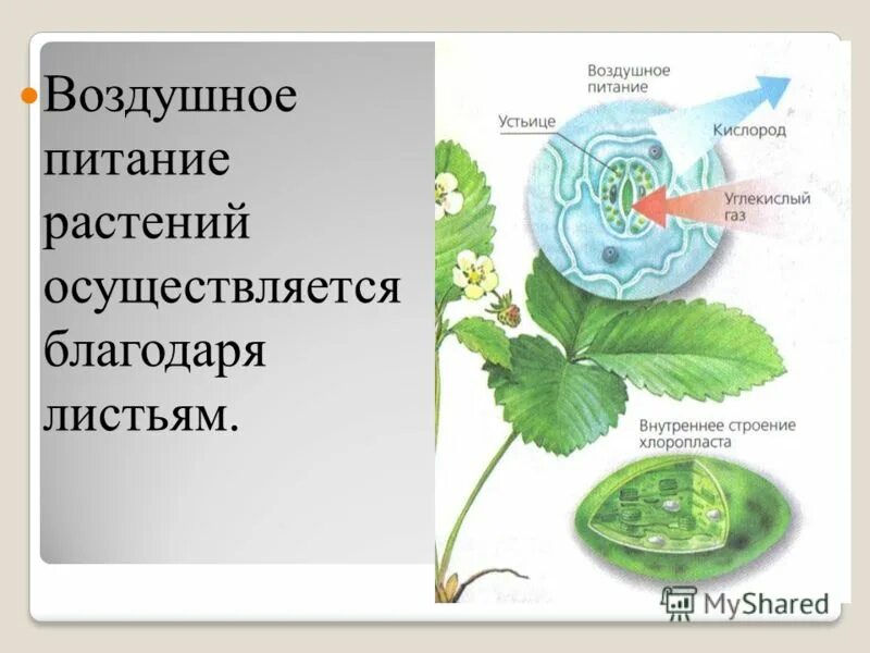 Воздушное питание листьев. Воздушное питание растений фотосинтез. воздушное питание растений схема. воздушное питание растений осуществляется. воздушное питание растений 6 класс.