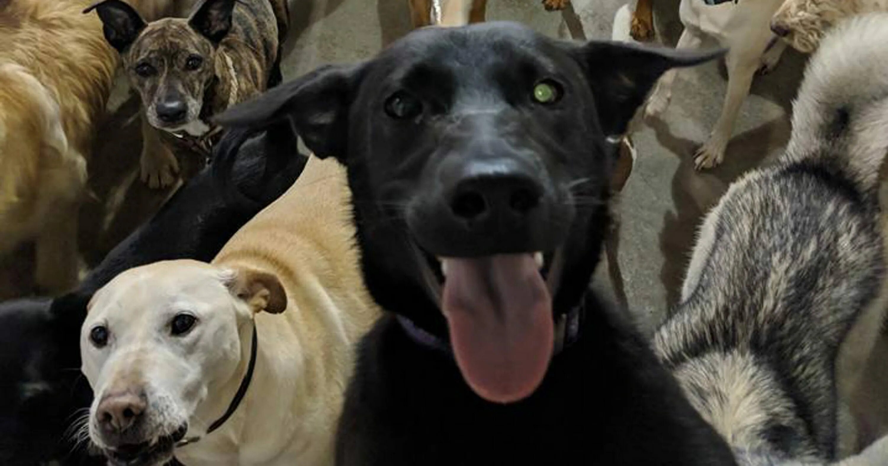 Собака ест на улице прогулка. Очень много собак. Ротвейлер собака 80 кг. Собаки много собак. 30 собак.