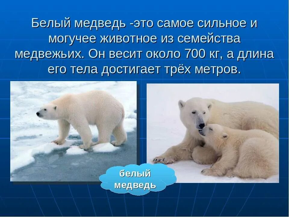 Белый медведь где обитает на каком. Где живут белые медведи. Где живет белый медведь для детей. Рассказ о белом медведе. Где обитает белый медведь.