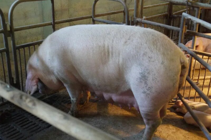 Алиментарная анемия поросят. Алиментарная анемия поросят препараты. Алиментарная железодефицитная анемия у животных. Алиментарная анемия поросят. Алиментарная анемия поросят.