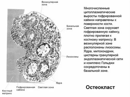 Костная ткань ядро