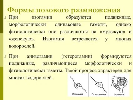 Формы половы