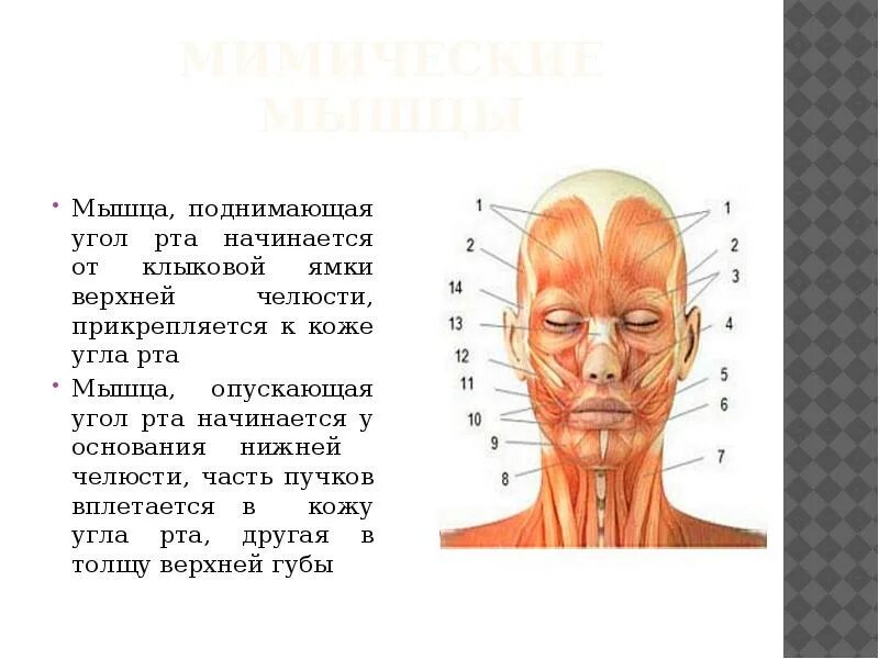 Поднимающая угол рта. Мышца поднимающая угол рта. Мышца опускающая угол рта. Мышца поднимающая угол рта анатомия. Мышца опускающая угол рта прикрепление.