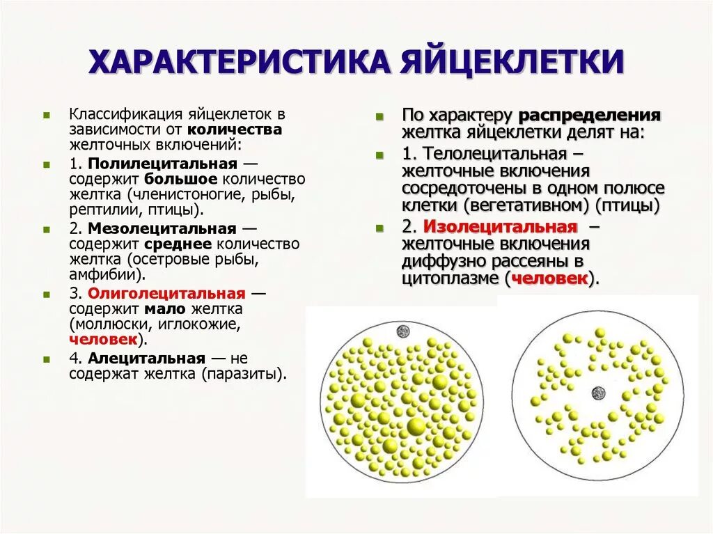 Для яйцеклетки млекопитающих характерно