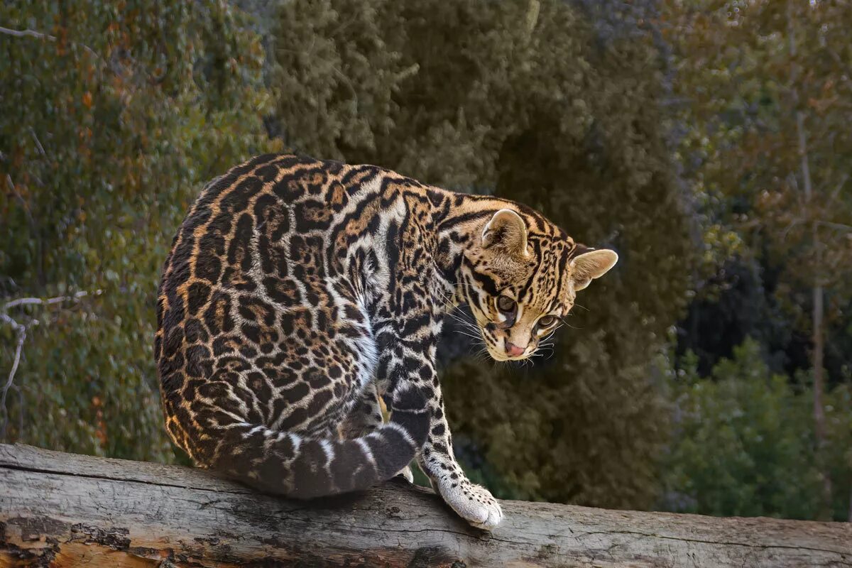 Belle ocelot. Лукас оцелот. Карликовый леопард оцелот. Elleo dolls дикие кошки оцелот. Оцелот.