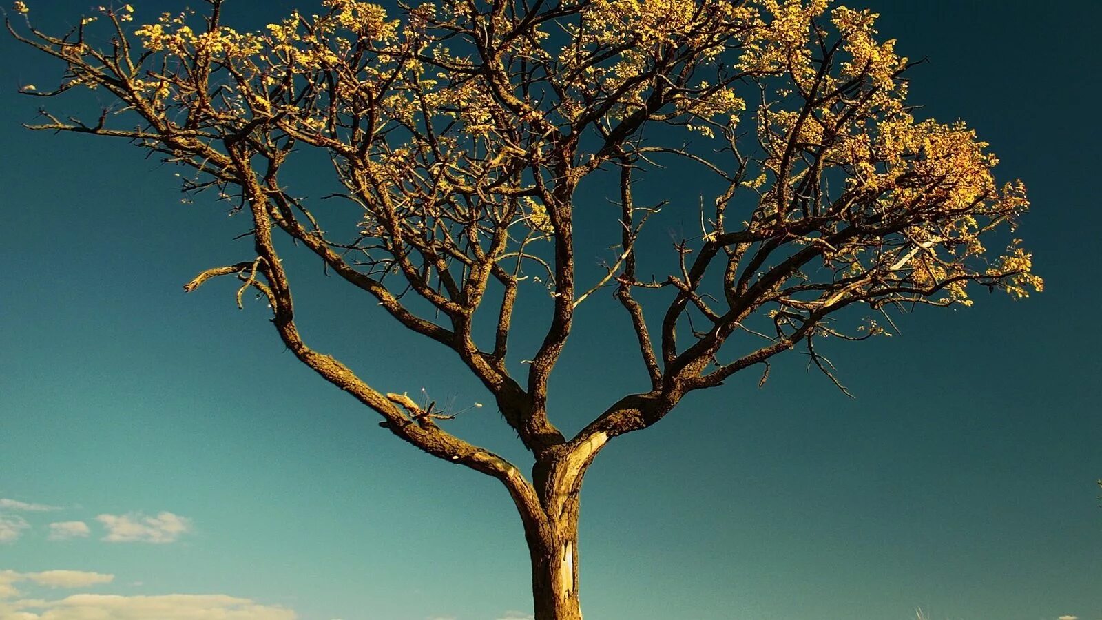 Tree tree shampoo