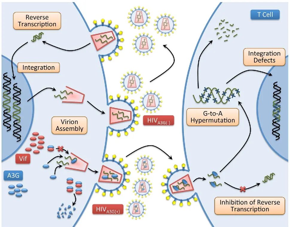 Цикл транскрипции. Схема репликации ВИЧ. HIV mechanism. Обратная транскрипция у вирусов. HIV Life Cycle.