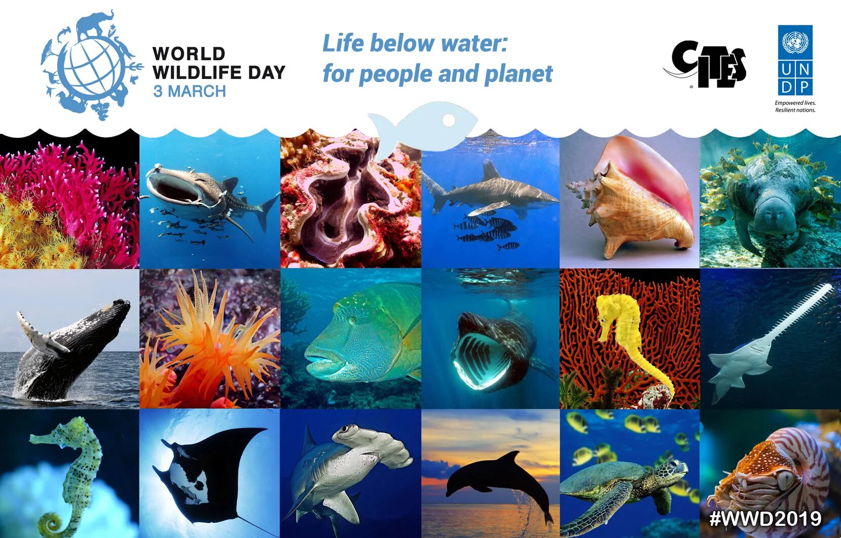 Ситес- картинки. Всемирным днём дикой природы World Wildlife Day cites. Конвенция Ситес. Животные и растения Ситес. Our endangered planet