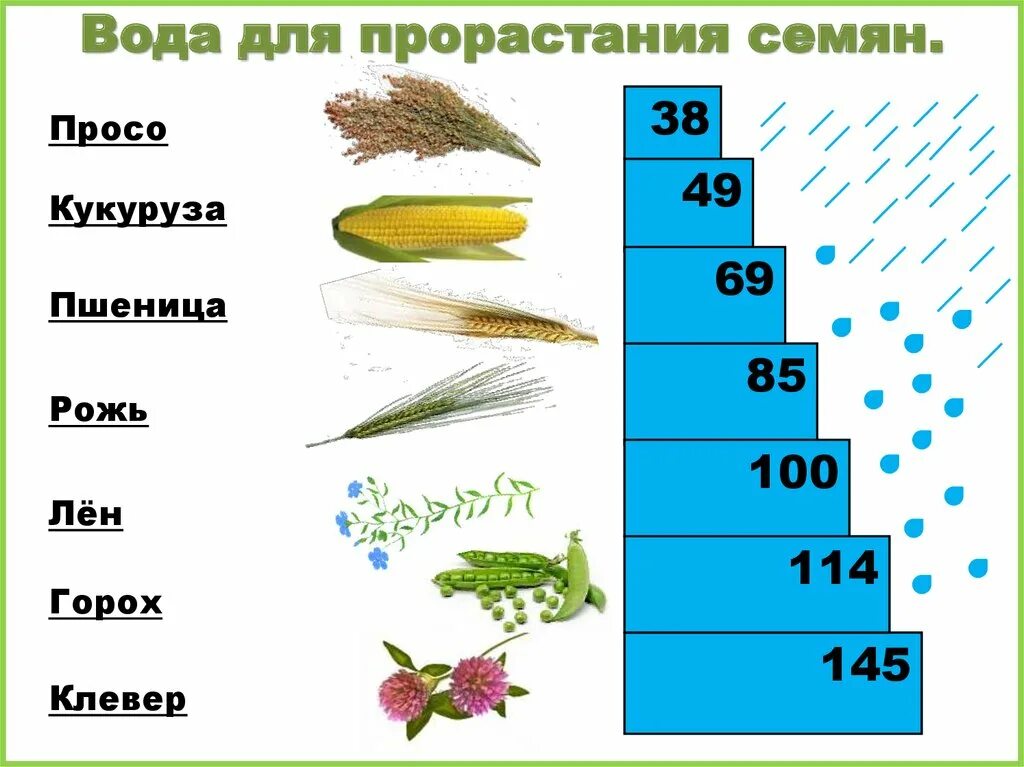 Количество воды для прорастания семян