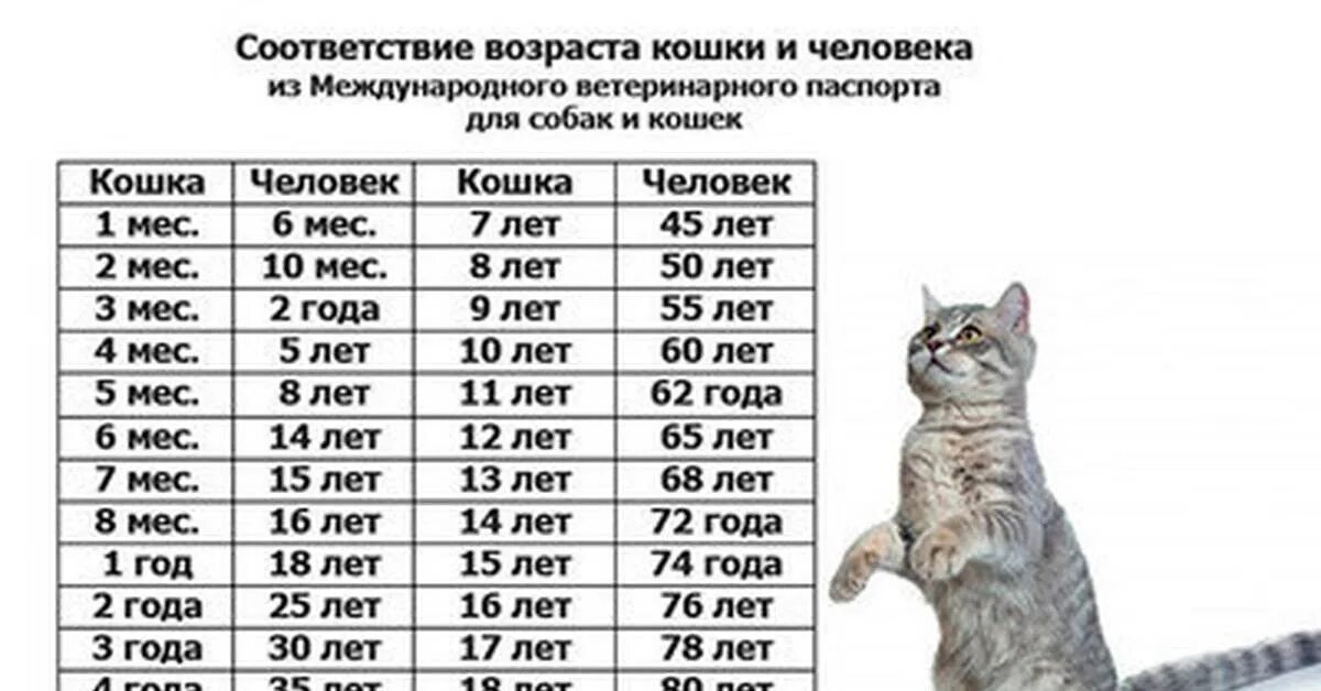 Как посчитать возраст кошки. Как посчитать возраст кошки