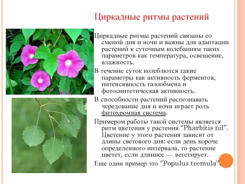 Растения которые реагируют на смену дня и ночи. Лесные цветы названия. Какие растения. Характеристика одуванчика. Какое растение было днем.