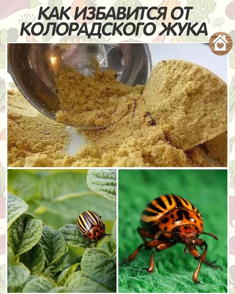 Колорадский жук как избавиться с помощью соли. Жук от колорадского жука. как избавиться от колорадского жука. ручной сбор колорадского жука. цветы ноготки от колорадского жука.