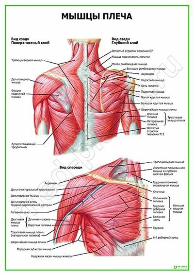мышцы верхнего плечевого пояса анатомия. плечевой сустав анатомия связки мышцы. мышца плеча 7 букв. мышцы верхней конечности передняя группа. строение мышц плеча спереди.