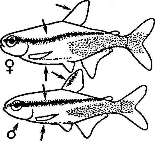 Неоны рыбки отличие самки от самца. Неон рыбка аквариумная самец и самка. Красный неон рыбка самец и самка. Рыбки неоны как отличить самку от самца.