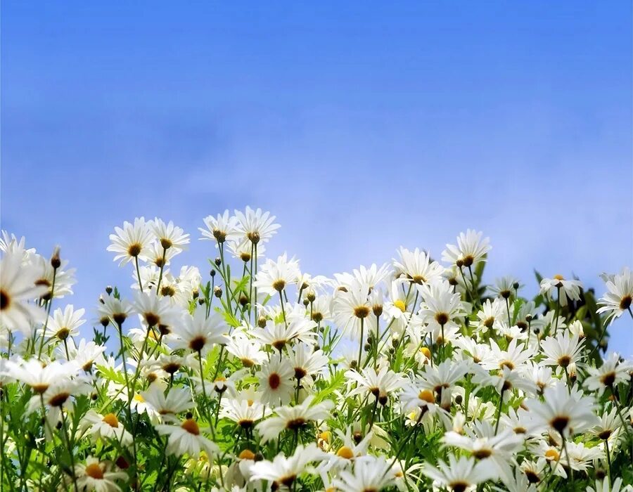 Красная ромашка муса джалиль. Красная ромашка муса джалиль. Красная ромашка муса джалиль. Муса джалиль ромашка. Стих мусы джалиля ромашка.