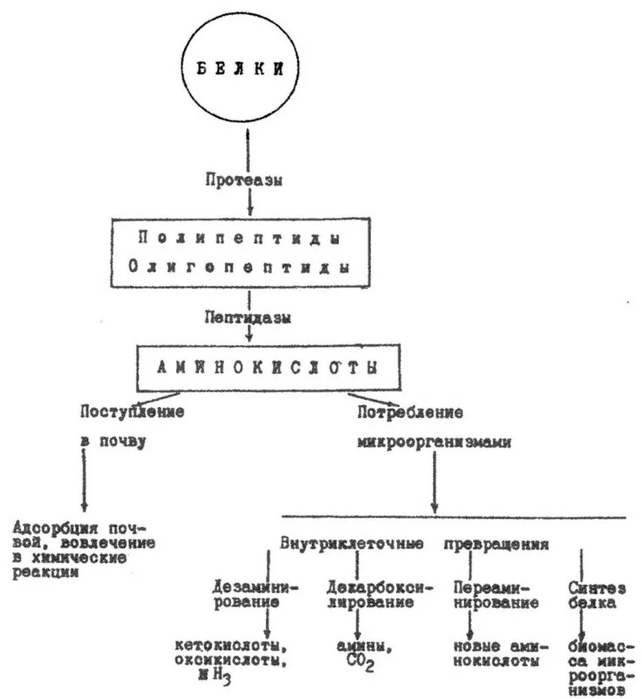 Общая схема аммонификации белков в аэробных условиях. Процесс аммонификации. Аммонификация схема. Процесс гниения схема. Аммонификация