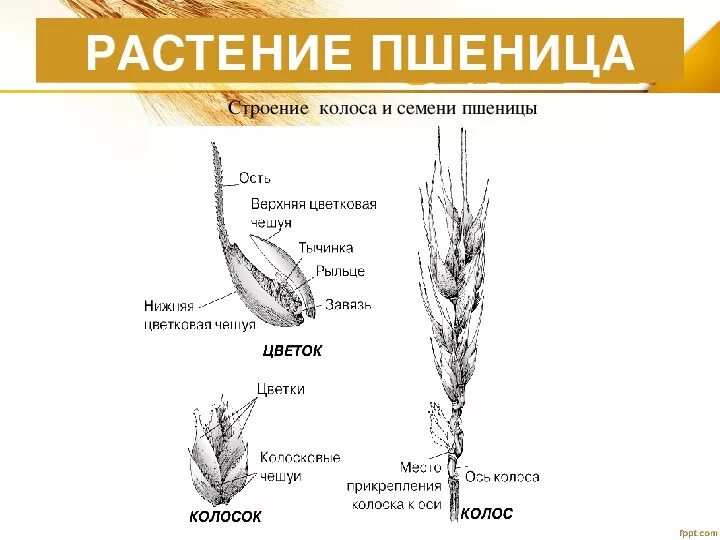 Практическая работа строение пшеницы. Озимая пшеница строение цветка. строение пшеницы биология 6 класс. строение пшеницы 7 класс. строение пшеницы кукурузы.