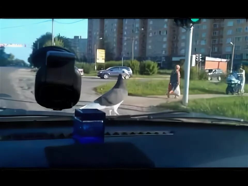 Машина голубь. Голубь машина. Машина голубь. Машина голубь. Машина с птицей.