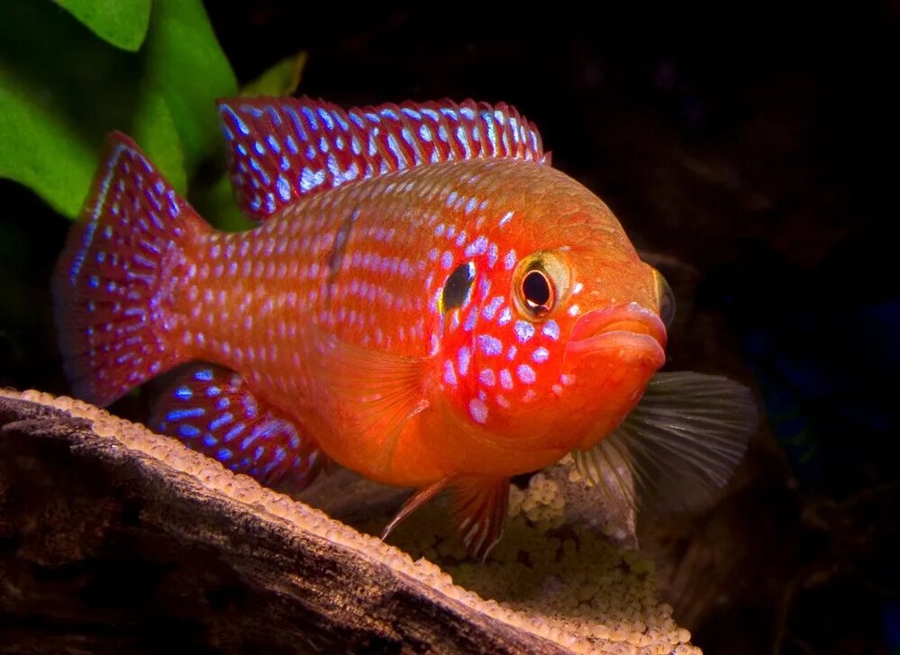 Хромис красавец содержание и совместимость. Хромис красавец красный. Хромис красавец аквариумная рыбка. Цихлиды хромис красавец. Рыбка хромис красавец.
