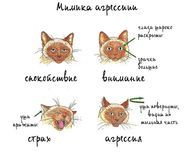 Эмоции кота по ушам. Язык кошек эмоции кошек. Как понять эмоции кота.