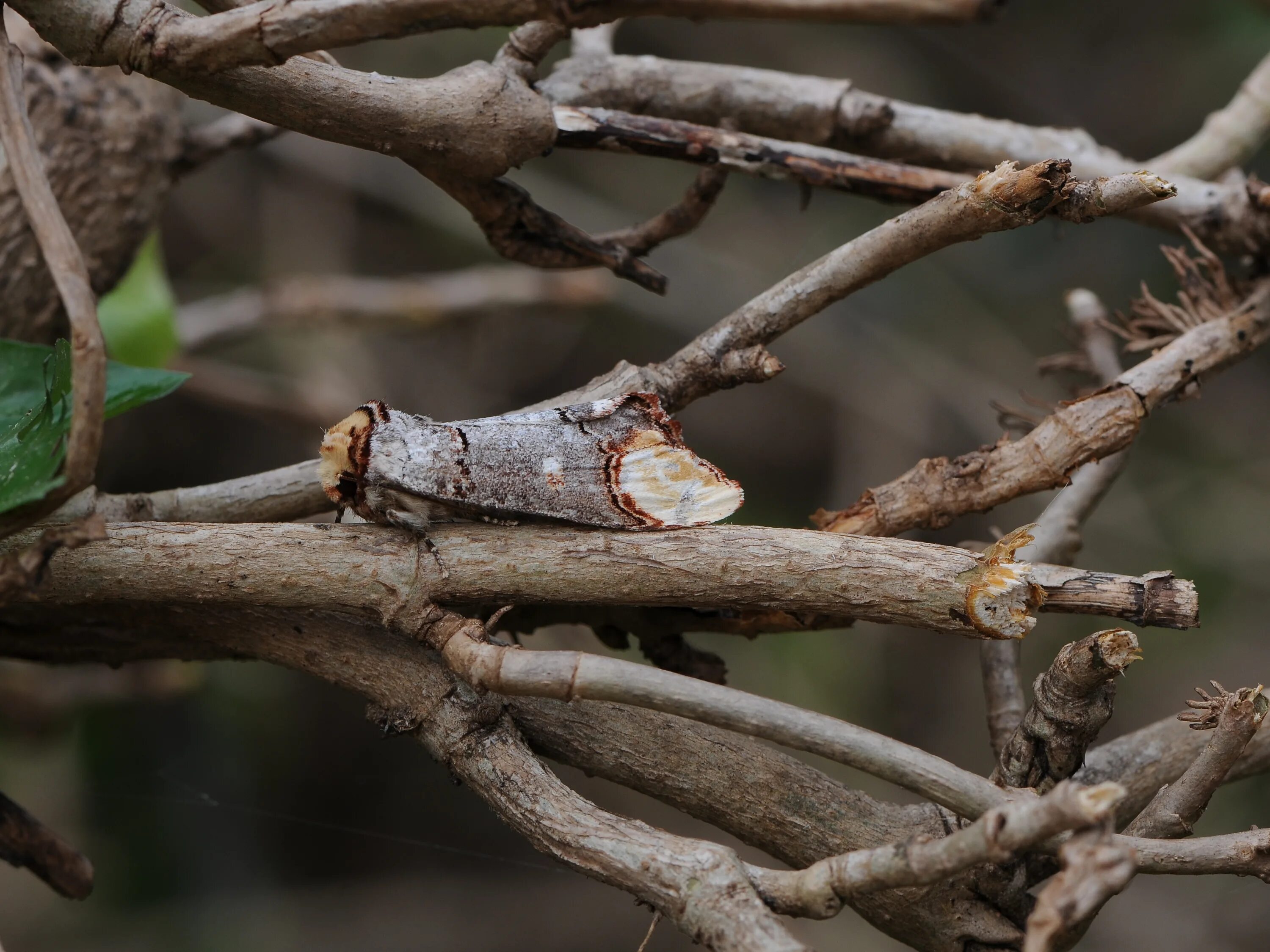 Дубовый венок с лентой. Золотой венок fred perry. Лавровый венок. Под ветвью. Оливковый венок.