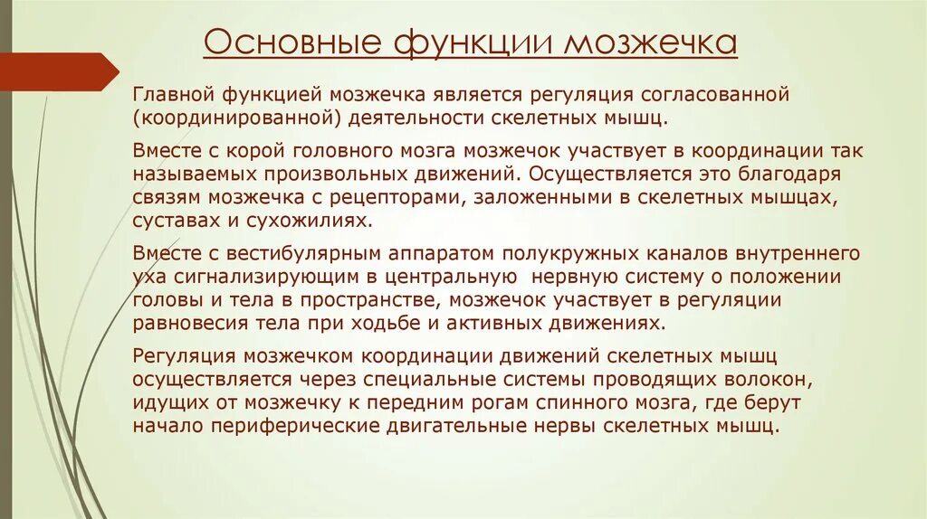 Функции мозжечка. Основные функции мозжечка. Функциональная роль мозжечка. Основные функции мозжечка мозжечка.