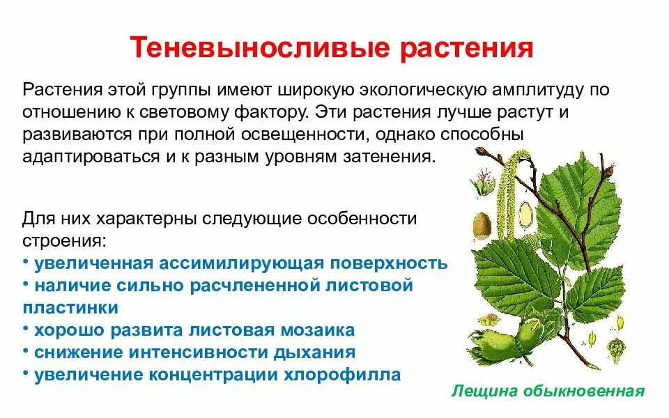 Теневыносливые виды. Теневыносливые растения названия и фото. Светолюбивые (гелиофиты). Теневыносливые виды. Теневыносливые виды.