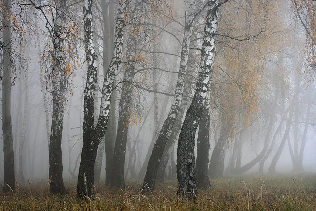 Дождь в лесу стих. Поздняя осень туман. Роща в тумане. Березы в тумане. Березовый лес в тумане.