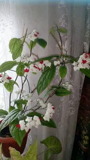 Почему не цветет клеродендрум