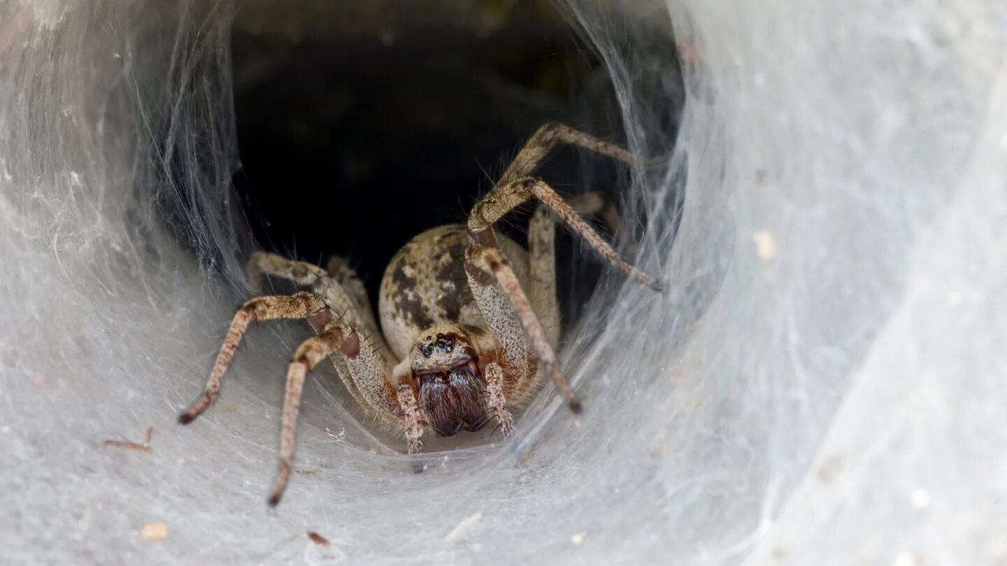 Крокус жуткие фото. Agelena labyrinthica. Лабиринтовый паук (Agelena labyrinthica).