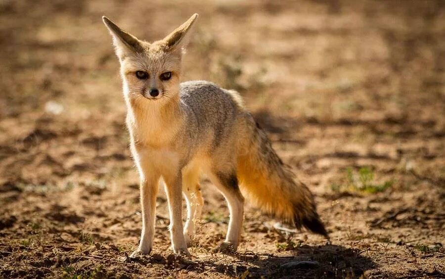 Африканская лисица Vulpes pallida. Бенгальская лисица Vulpes bengalensis. Кейп Фокс.