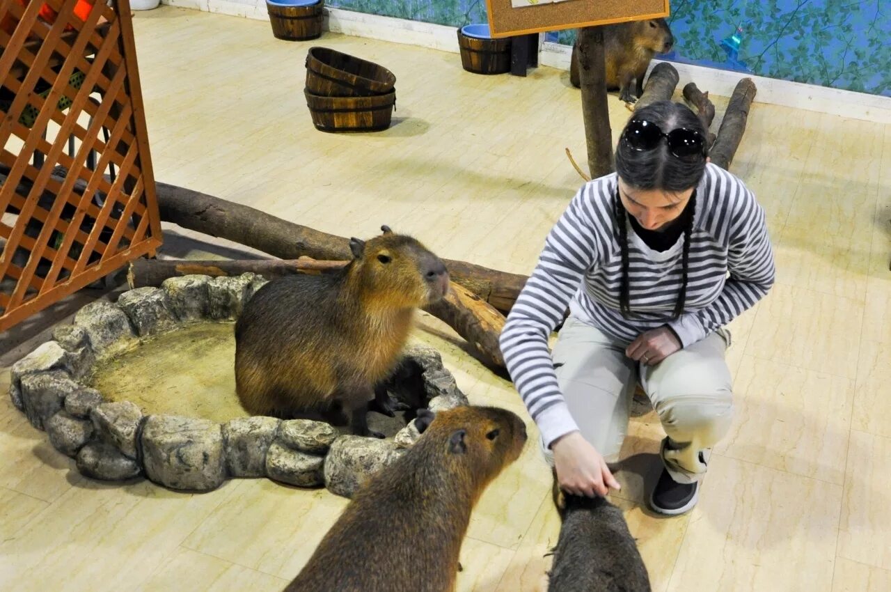These Capybaras Were Treated To A Romantic Meal For A Capy Valentine’s Day Bored