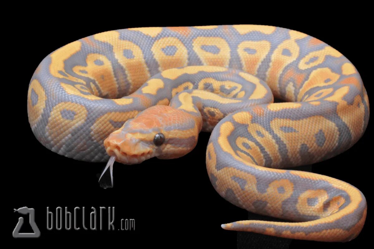 Pet python. Caramel Glow питон. Тигровый питон карамель. Карамельный питон. Цвета в питоне.