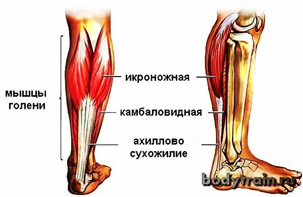 Икроножная мышца какая ткань. Трехглавая мышца голени анатомия. Камбаловидная мышца анатомия. Трехглавая икроножная мышца голени. Камбаловидная мышца голени анатомия.