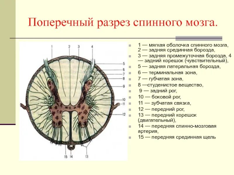 Спинной мозг поперечный. Строение поперечного сечения спинного мозга. спинной мозг строение поперечный срез. схема поперечного среза спинного мозга. схема поперечного разреза спинного мозга.