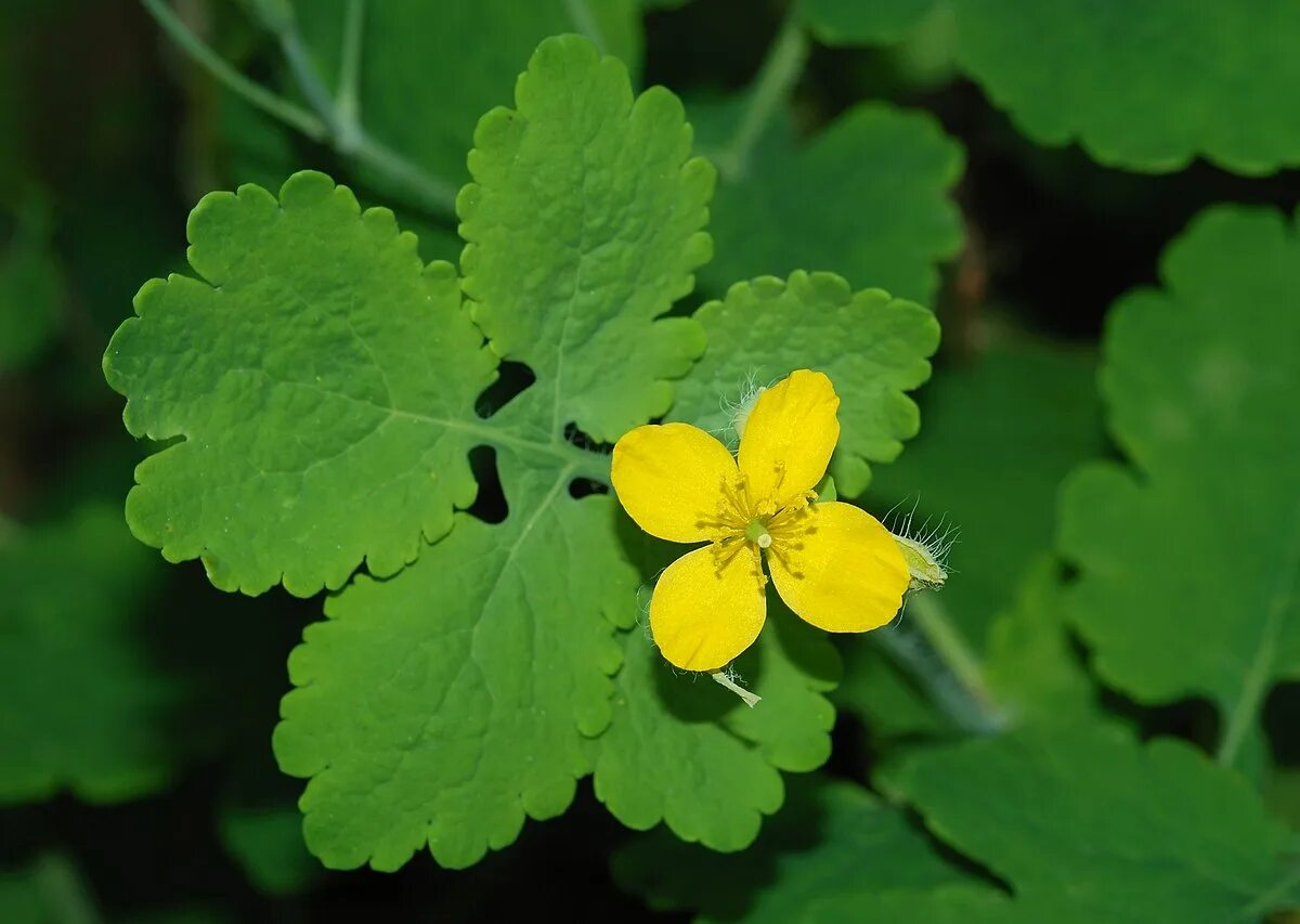 Chelidonium majus. Чистотел Chelidonium majus. Чистотел большой (Chelidonium majus l.). Чистотел листья. Чистотел цветение.