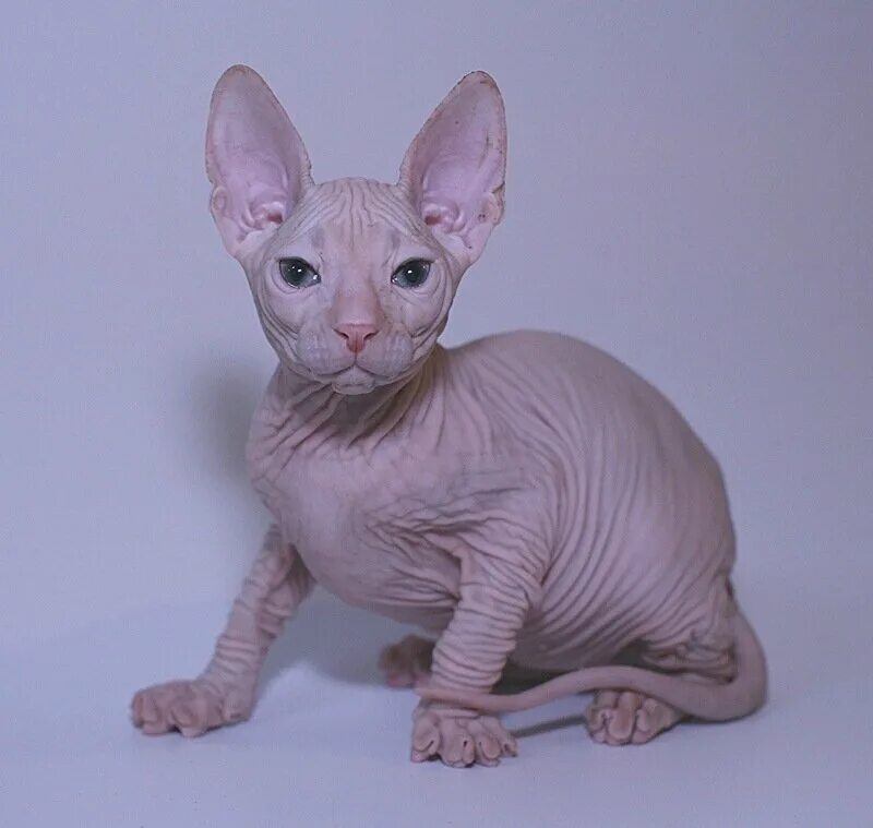 Сфинкс котенок в добрые. Имена для лысых котят. Канадский сфинкс розовый. Канадский сфинкс страйт. Лысые котята.