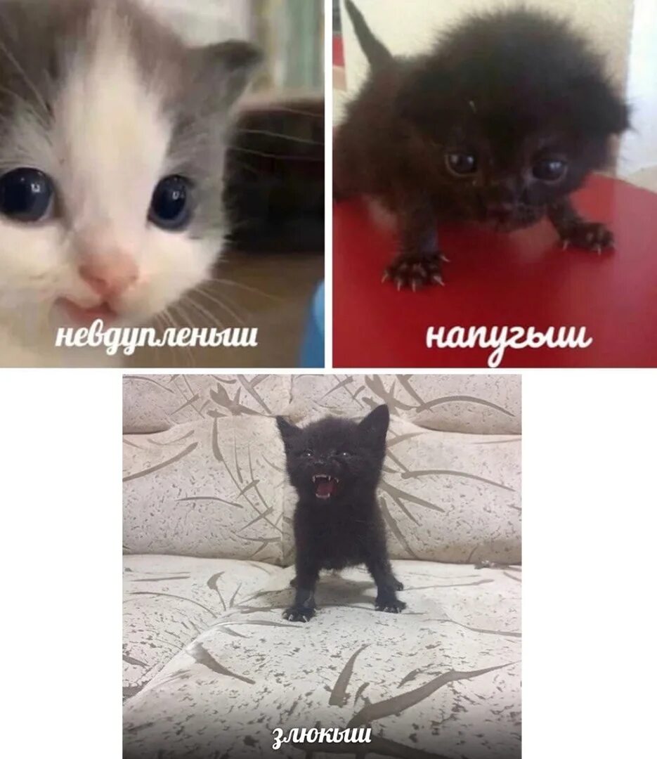 Невдупленыш. Невдуплёныш мем в хорошем качестве. невдупленыш котенок мем. напугыш кот. напугыш мем.