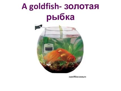 Золотая рыбка на английском языке