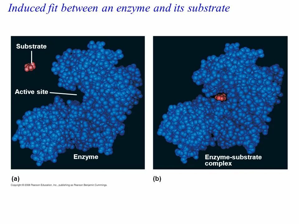 Action site. The Active Center of the Enzyme. Enzyme substrate. Субстрат фермента это. Active site.