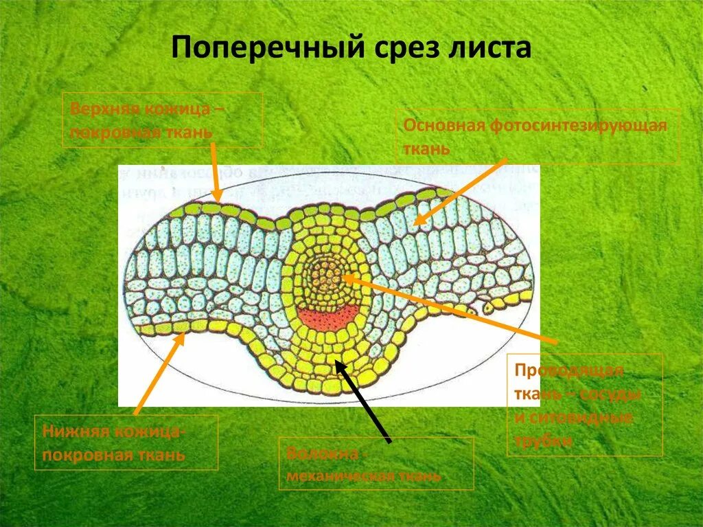 Какой тканью представлены жилки. Поперечный срез жилки листа. Поперечный срез листа строение. Фотосинтезирующая ткань поперечного среза листа. Поперечный срез листа ткани.